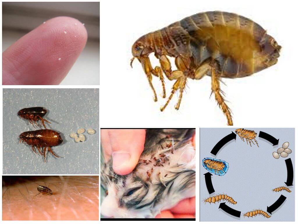 Por que as pulgas sonham