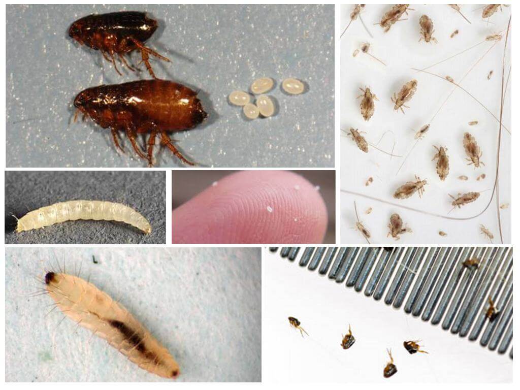 Como se livrar das pulgas de barro em um apartamento ou casa particular