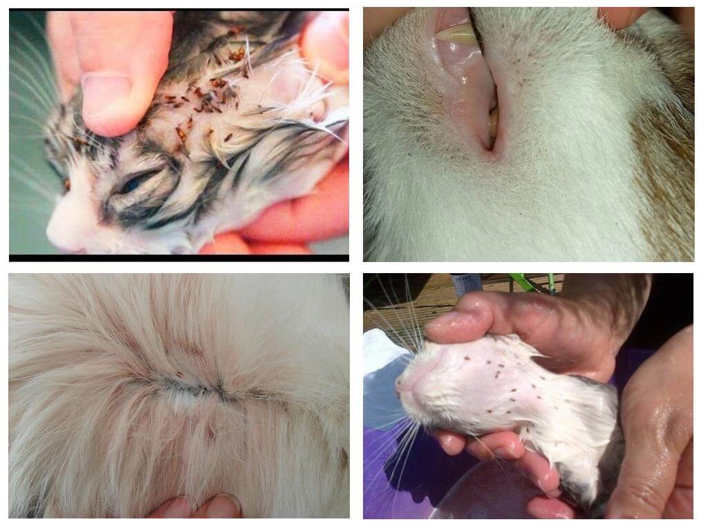 Como são as pulgas nos gatos, sintomas e tratamento