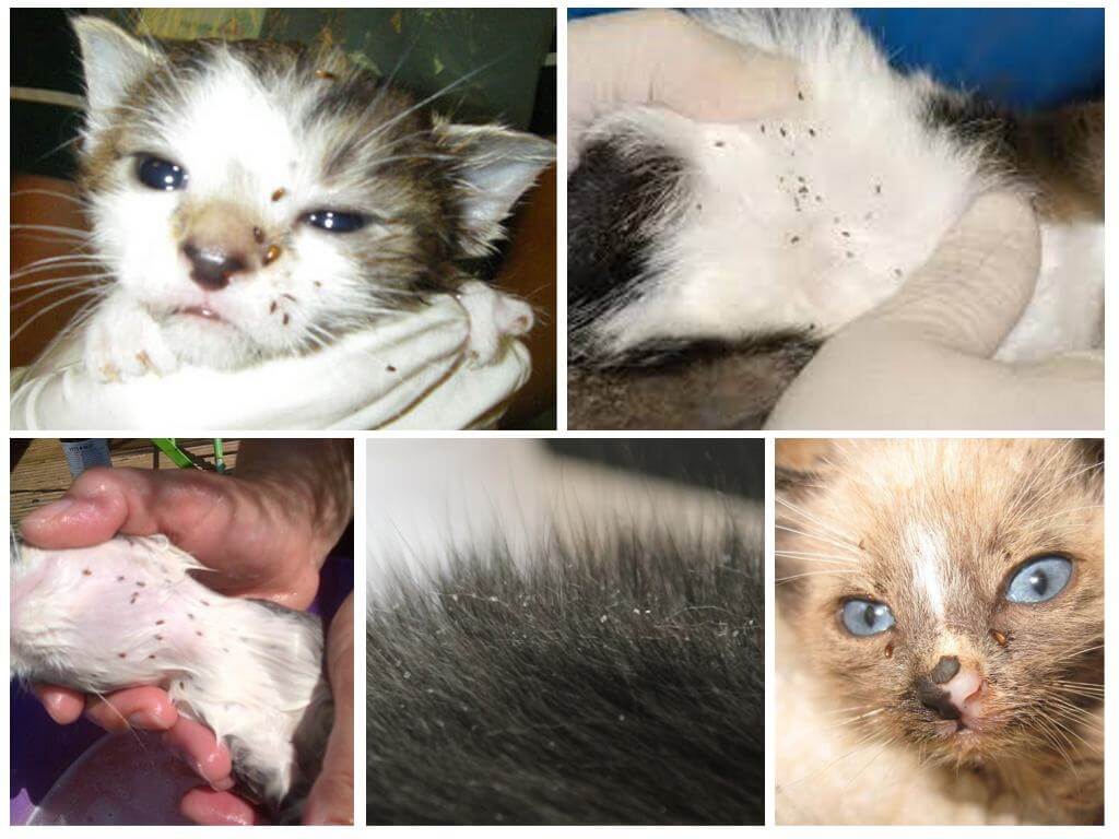 Cum să crești purici într-o pisică care alăptează și pisoi nou-născuți