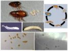 Ovos e larvas de pulgas