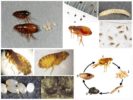 Fleas, kanilang mga itlog at larvae