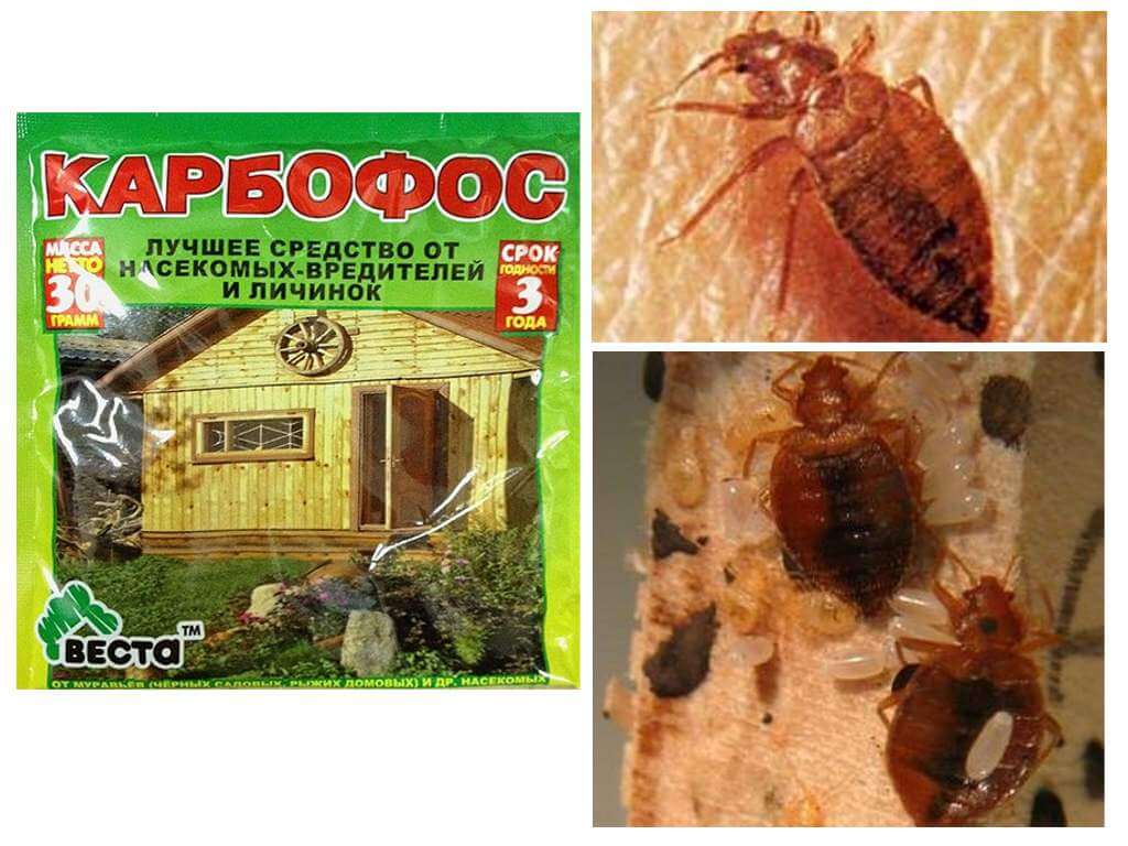 Remedy karbofos from bedbugs