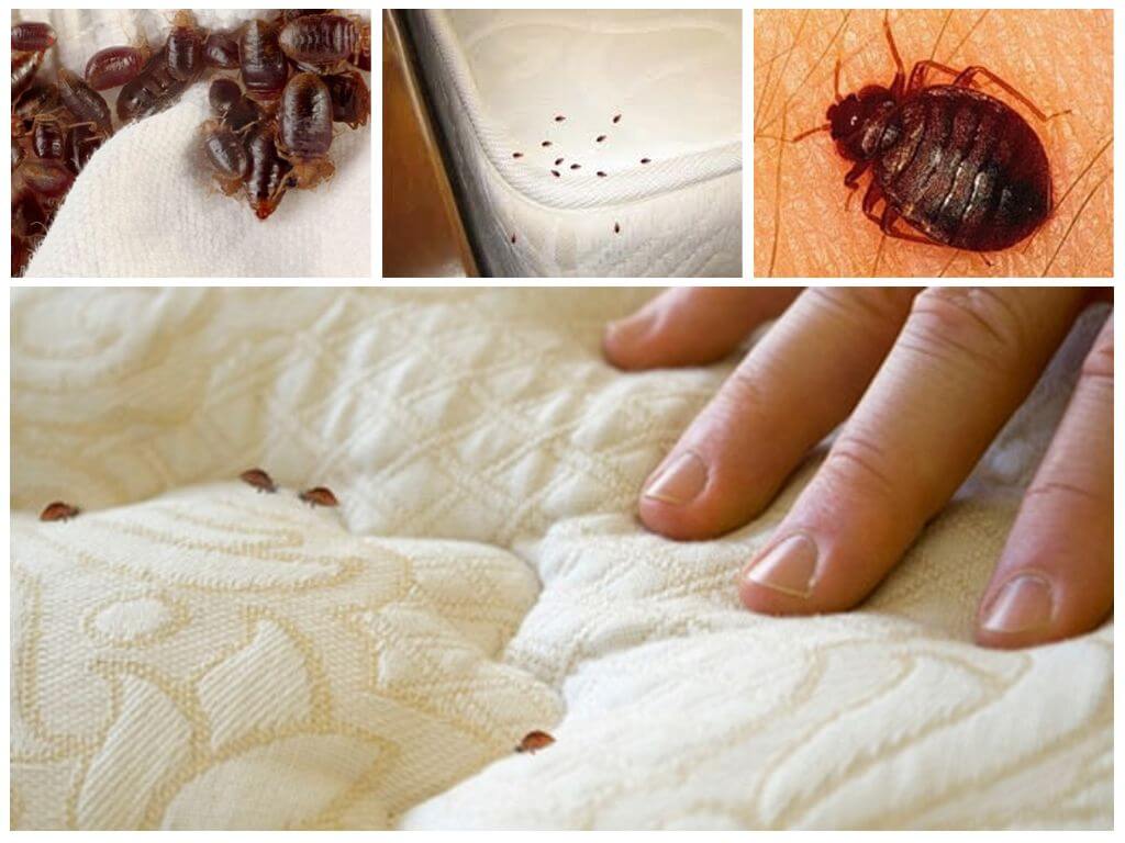 Yatak ve yatak yatak böcek