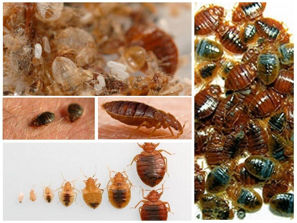 How and how to process clothes and things from bedbugs