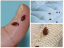 Bedbugs a testben és az ágyban