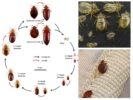 Các giai đoạn phát triển của bọ