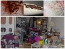 Bedbugs a lakásban
