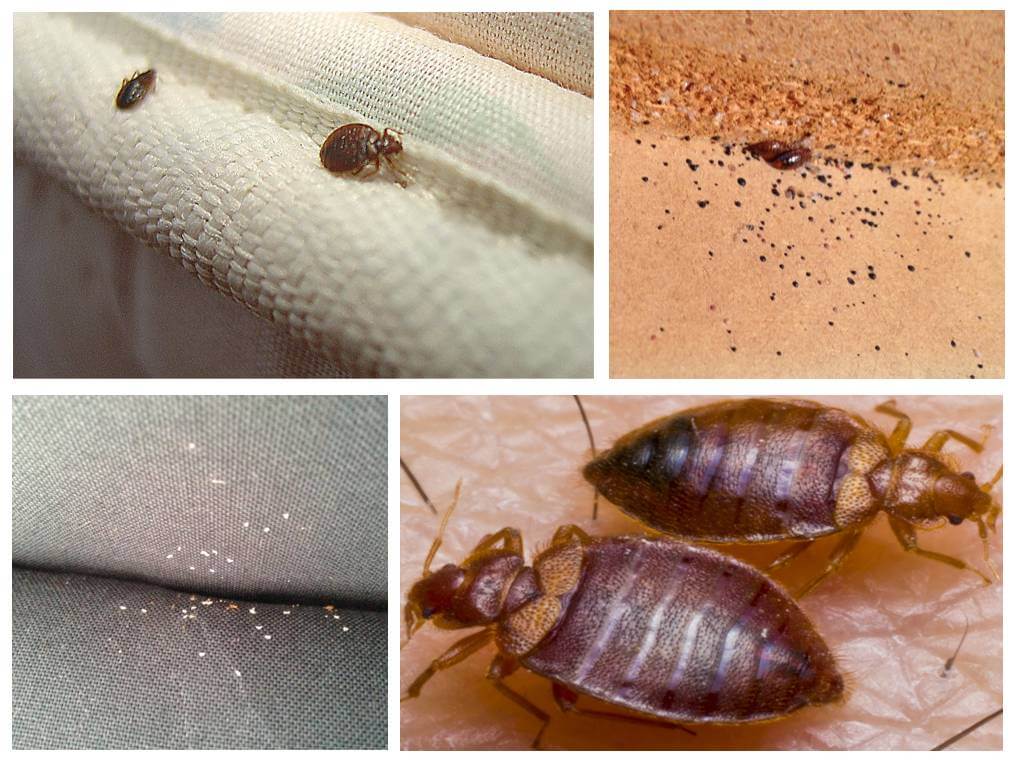 อย่างไรและสิ่งที่จะเปื้อน bedbugs ที่บ้าน