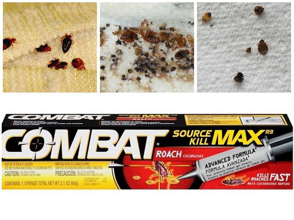 Nangangahulugan ng Combat mula sa mga bedbugs
