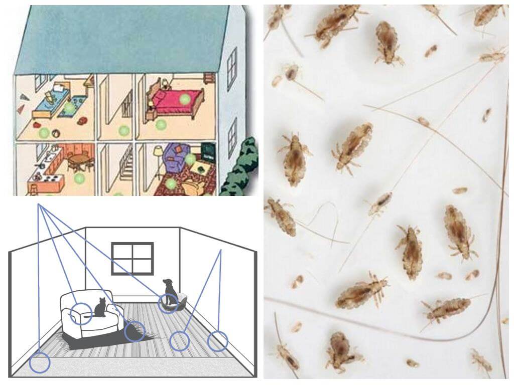 Como se livrar das pulgas domésticas