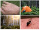 Enxame de mosquitos na floresta em um sonho