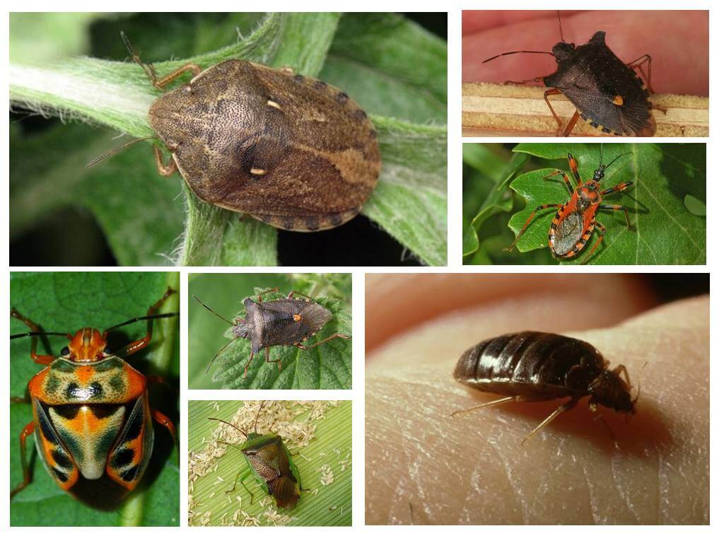 Soorten en soorten bugs