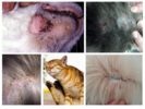Simptomele puricilor la pisici
