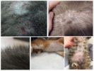 Rastros de pulgas en gatos