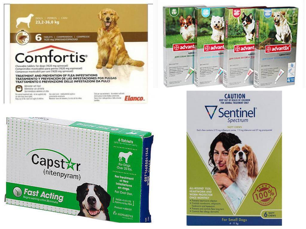 Bir köpekte pire nasıl kurtulur, en etkili pire ilaçları