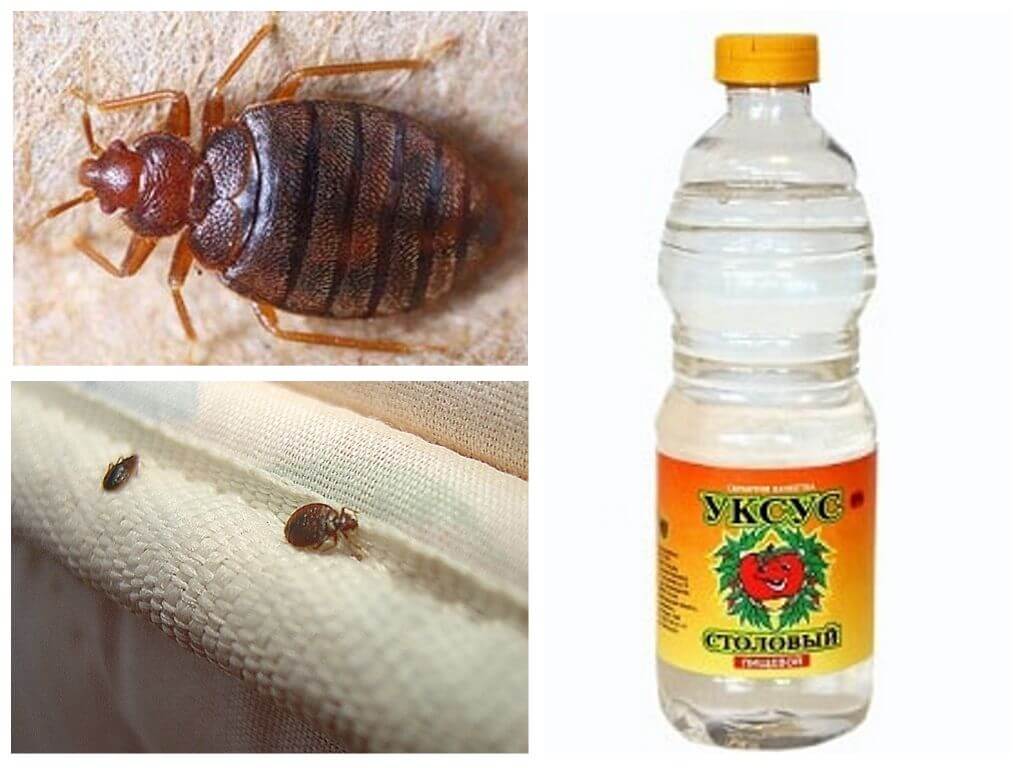 Vinegar against bedbugs in an apartment