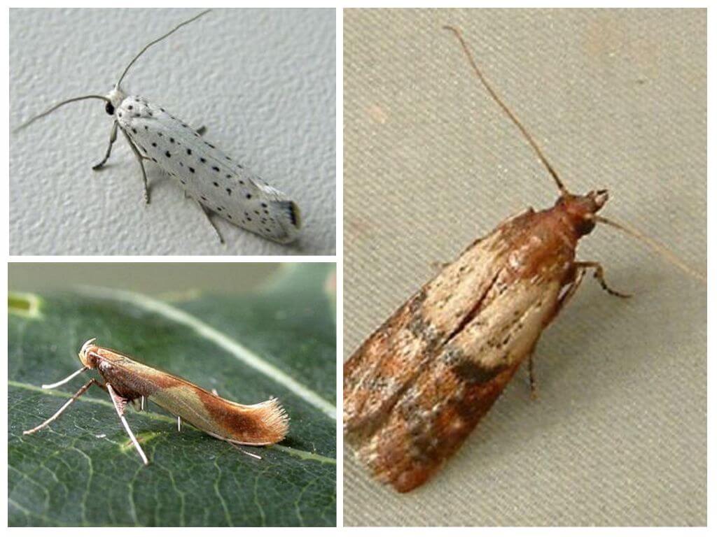 Mengapa moths tidak mempunyai proboscis