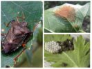 Oeufs d'insectes forestiers