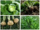 Τι τρώει σκώρο λάχανο