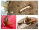 Potato Moth Larvae at Mga Caterpillars