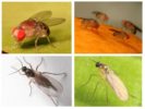 Gnats và sciriidae