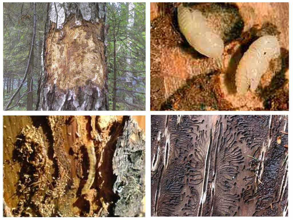 How to deal with the bark beetle in a wooden house