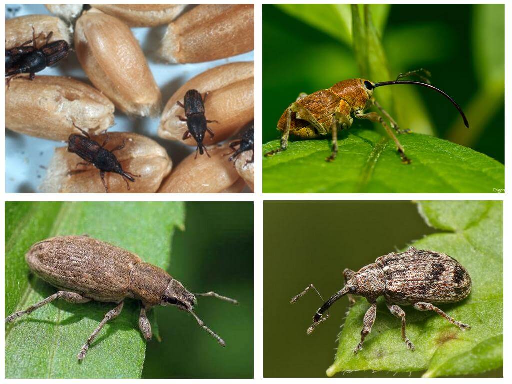 Gândacul și larvele lui Weevil