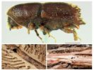 Kumbang kulit kumbang