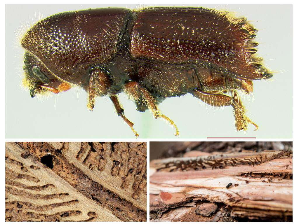 Beetle bark skalbagge