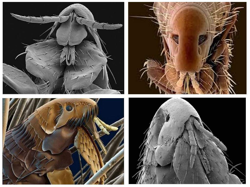 Como as pulgas ficam na foto: suas variedades e características estruturais