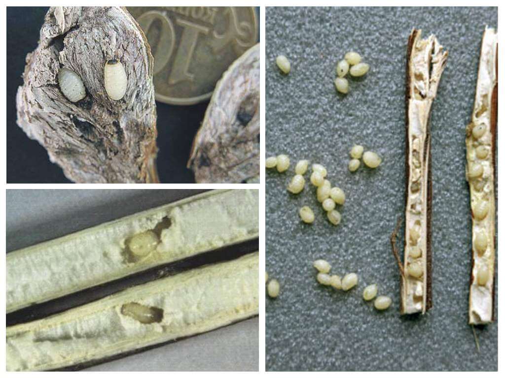 Larva de pols de bardana: on trobar-la