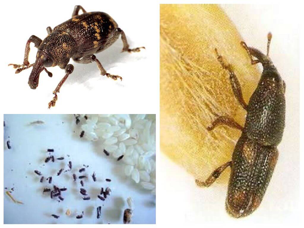 Kumbang beras - perosak tanaman yang berniat jahat