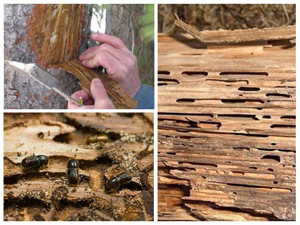 How to deal with the bark beetle on fruit trees