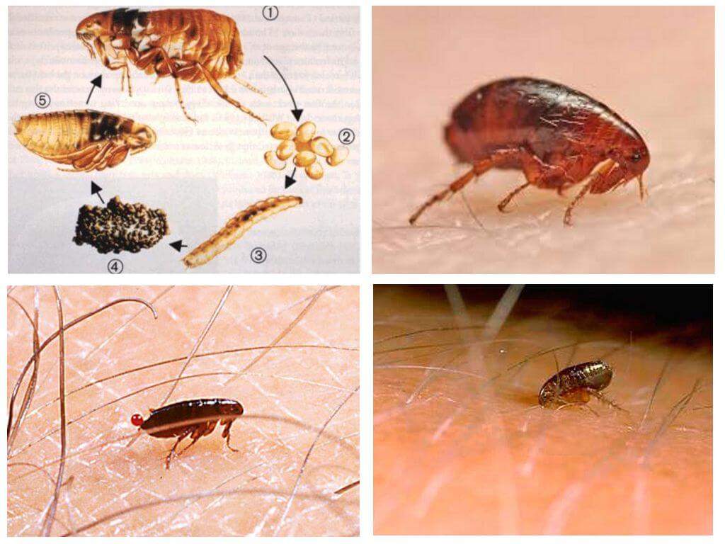 As pulgas podem viver no cabelo humano