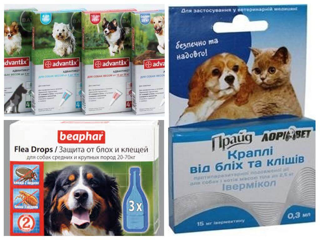 תרופות לפרעושים וקרציות אצל כלבים