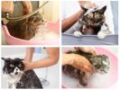 Shampoo gato