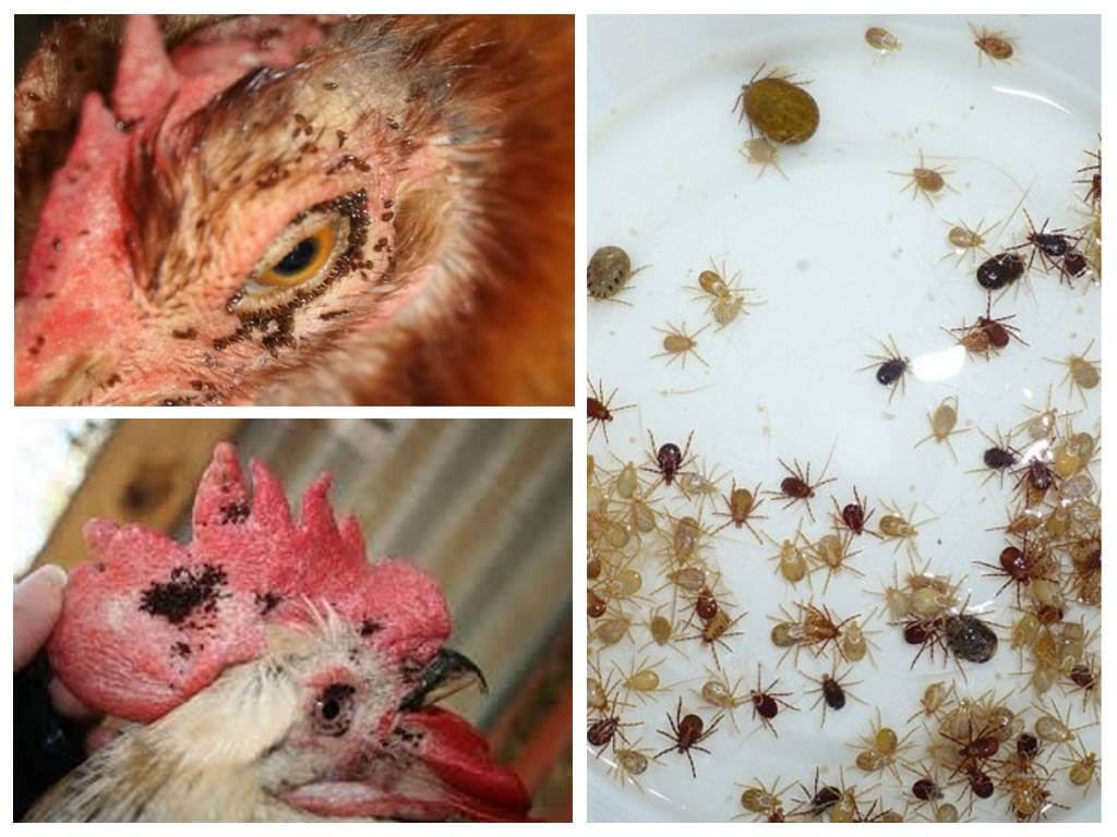 Wie man mit Volksmethoden mit Flöhen bei Hühnern umgeht