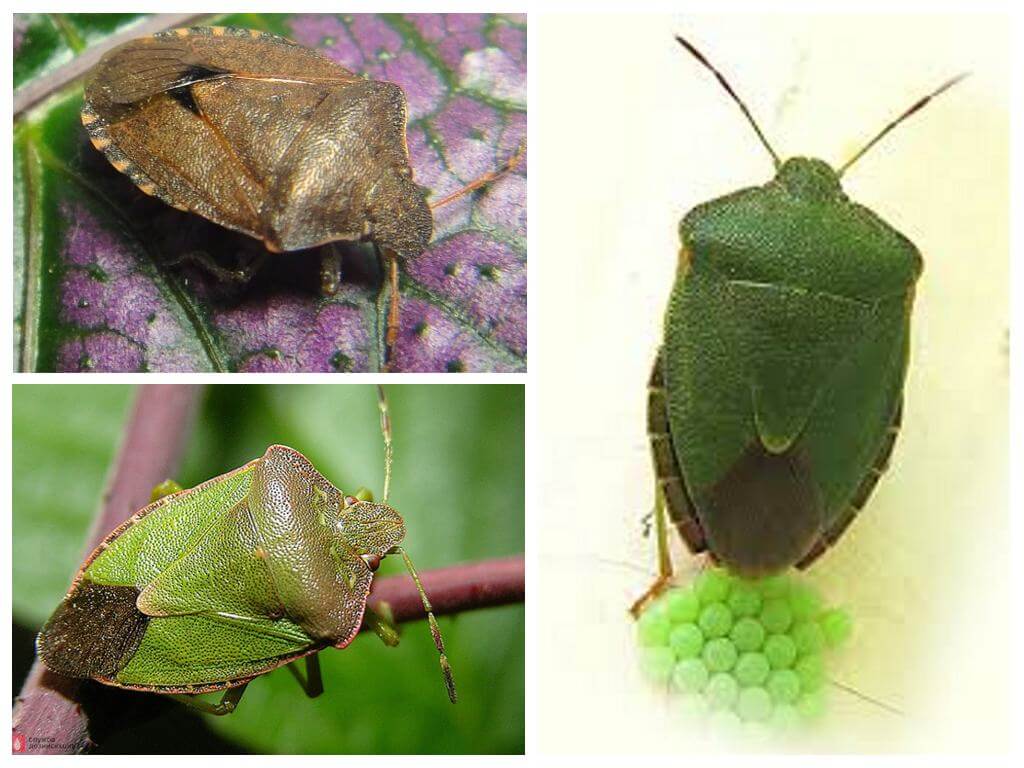 Bug verde legnoso bug