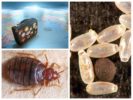Bedbugs és utazás