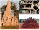 Pugad ng Termite