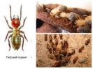 Treballadors de termit
