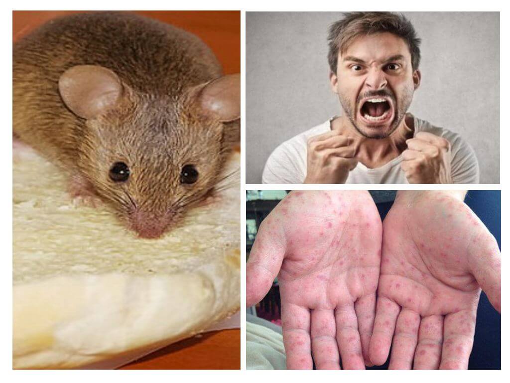 Τι μπορεί να μολυνθεί από ποντίκια