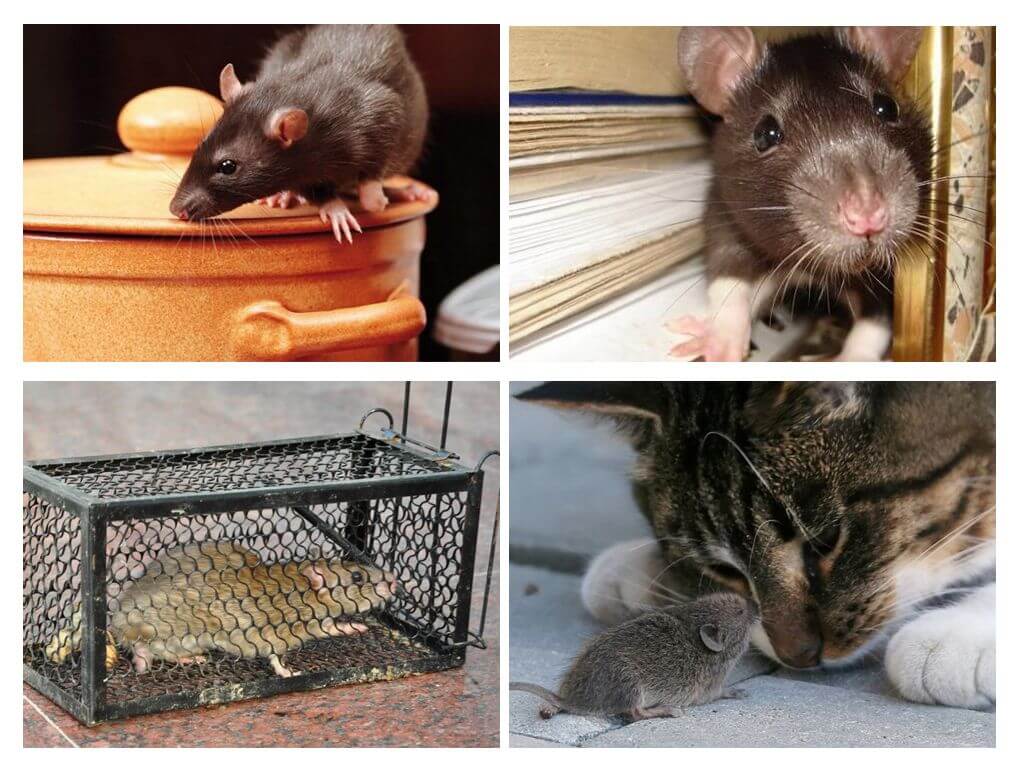 Como se livrar de roedores em uma casa particular