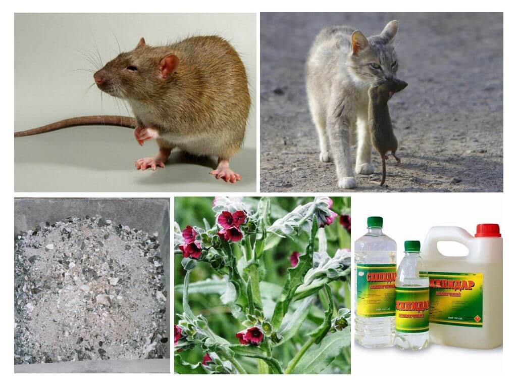 Cum să elimini șobolanii din remedii populare de hambar
