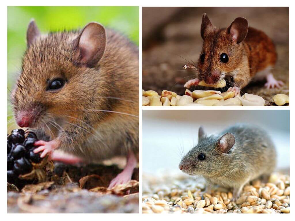 Mitä hiiret syövät?