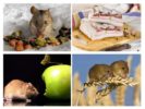 Ką valgo pelė