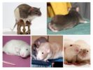 Animais de estimação decorativos