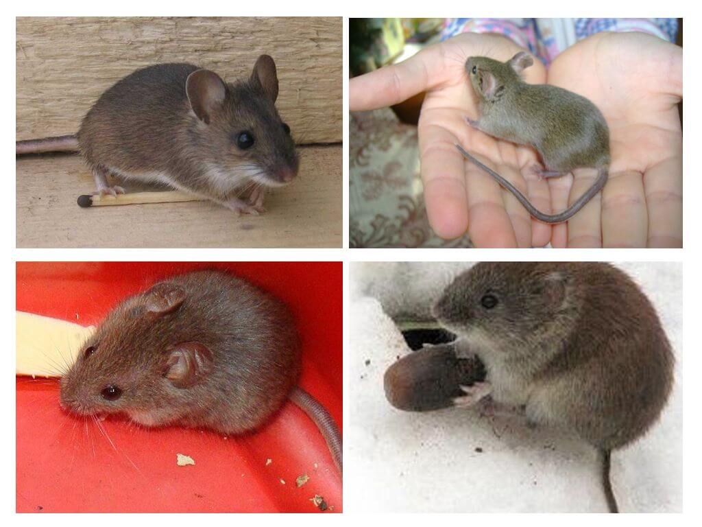 Οικιακά ποντίκια