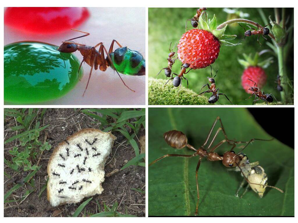 Ką skruzdėlės valgo gamtoje
